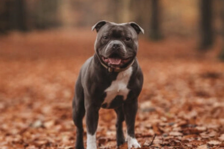 Staffordshire Bull Terrier