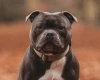 Staffordshire Bull Terrier