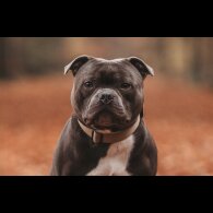 Staffordshire Bull Terrier