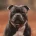 Staffordshire Bull Terrier