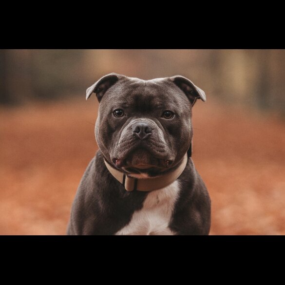 Staffordshire Bull Terrier