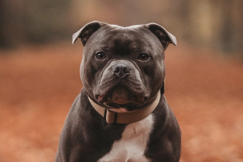 Staffordshire Bull Terrier