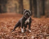 Staffordshire Bull Terrier