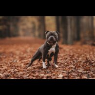 Staffordshire Bull Terrier