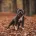 Staffordshire Bull Terrier