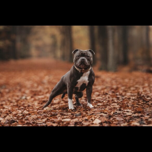 Staffordshire Bull Terrier
