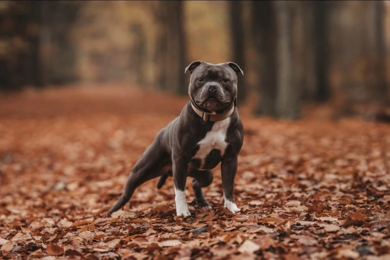 Staffordshire Bull Terrier
