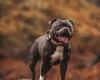 Staffordshire Bull Terrier