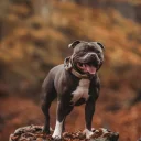 Staffordshire Bull Terrier