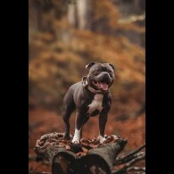 Staffordshire Bull Terrier