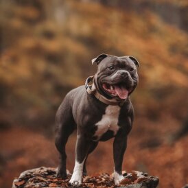Staffordshire Bull Terrier