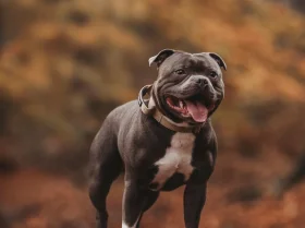 Staffordshire Bull Terrier