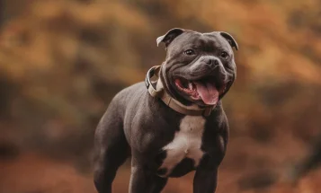 Staffordshire Bull Terrier