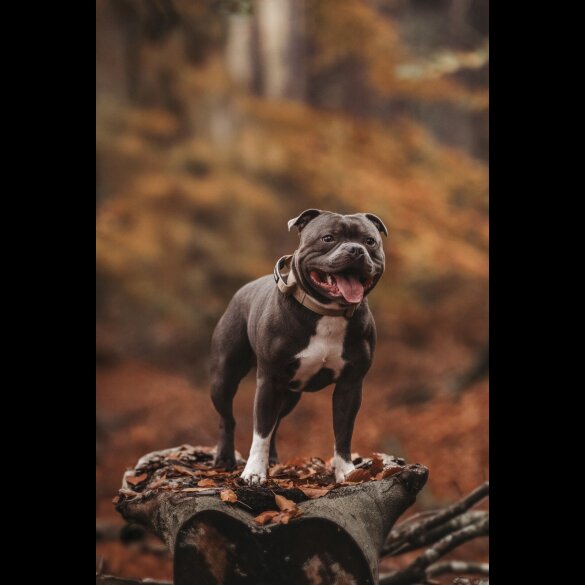 Staffordshire Bull Terrier