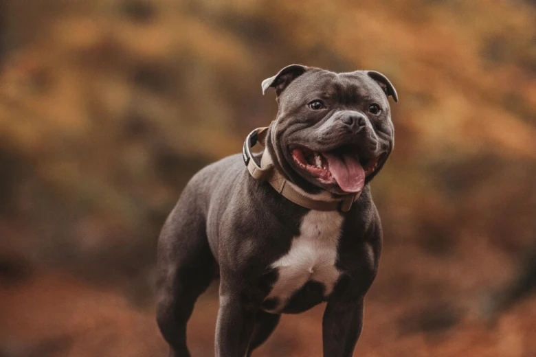 Staffordshire Bull Terrier