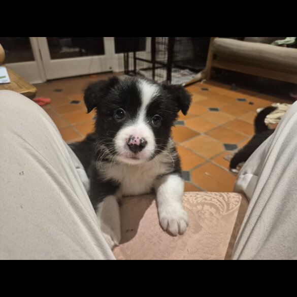 Border Collie