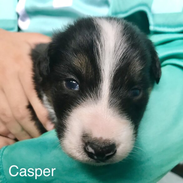 Border Collie