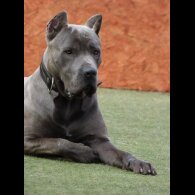 Cane Corso