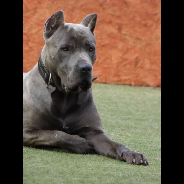 Cane Corso