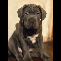 Cane Corso