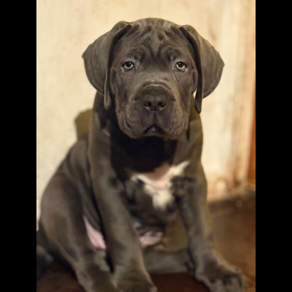 Cane Corso