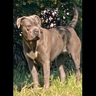 Cane Corso