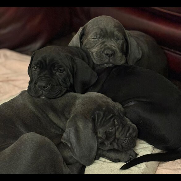 Cane Corso