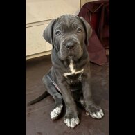 Cane Corso