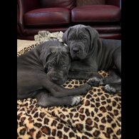Cane Corso