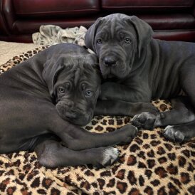 Cane Corso
