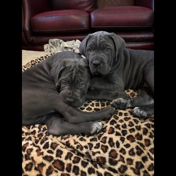Cane Corso