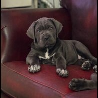 Cane Corso