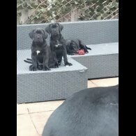 Cane Corso