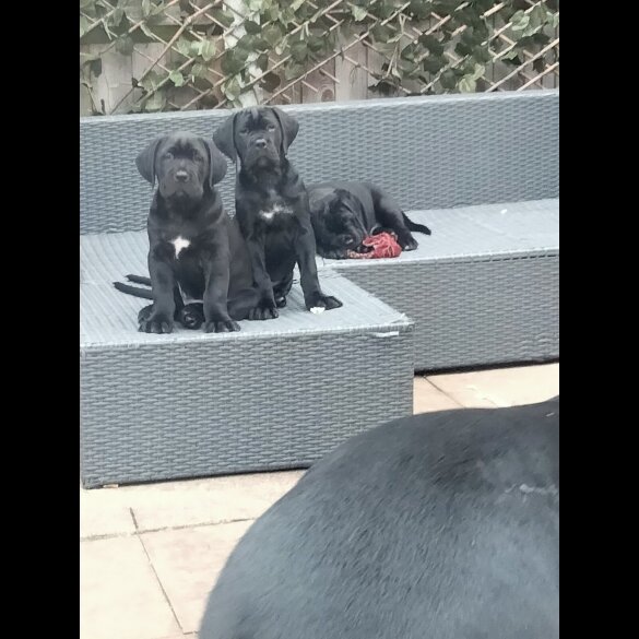 Cane Corso