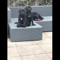 Cane Corso
