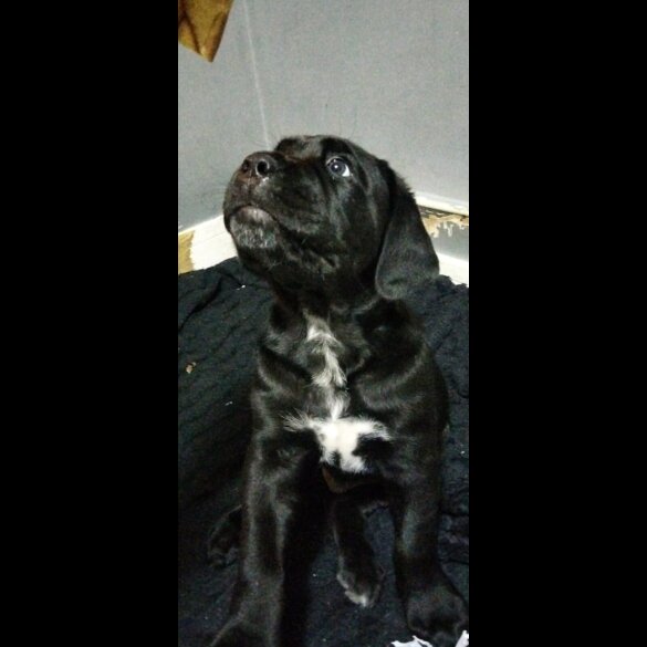 Cane Corso