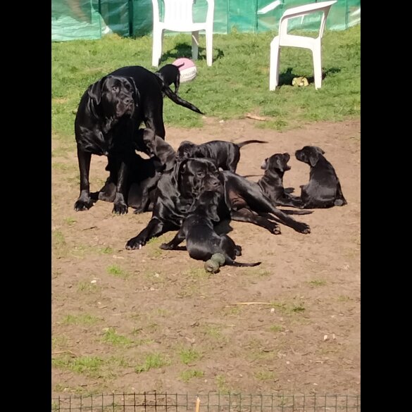 Cane Corso