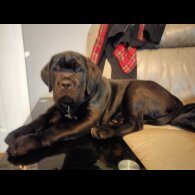 Cane Corso