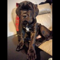 Cane Corso
