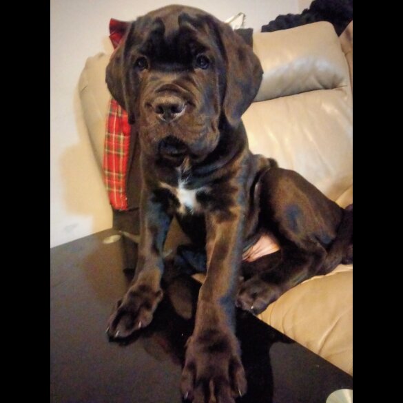 Cane Corso