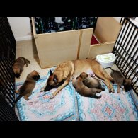 Caucasian Shepherd Dog