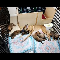 Caucasian Shepherd Dog