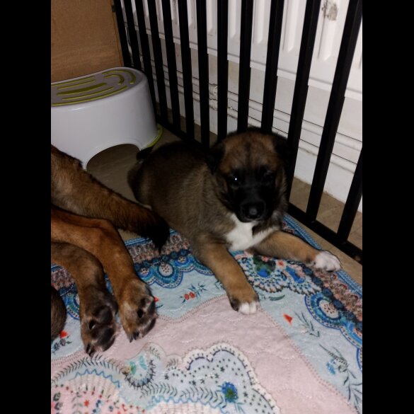 Caucasian Shepherd Dog