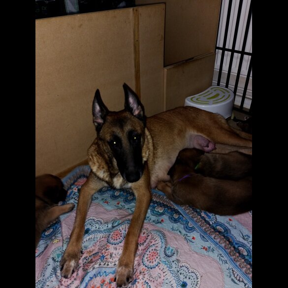 Caucasian Shepherd Dog
