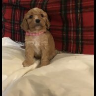 Cavapoo
