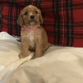 Cavapoo