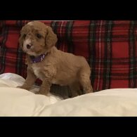 Cavapoo
