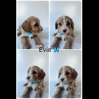 Cavapoo