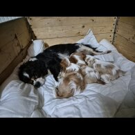 Cavalier King Charles Spaniel