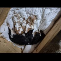 Cavalier King Charles Spaniel